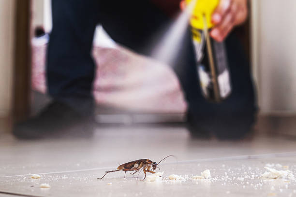 Best Spider Control Near Me  in Dover, TN
